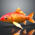 Vibrant Red And Orange Goldfish With Shimmering Fins And Reflection On Dark Background