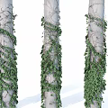 Lush Green Vines Wrapping Around Light Colored Tree Trunks With Fresh Leaves