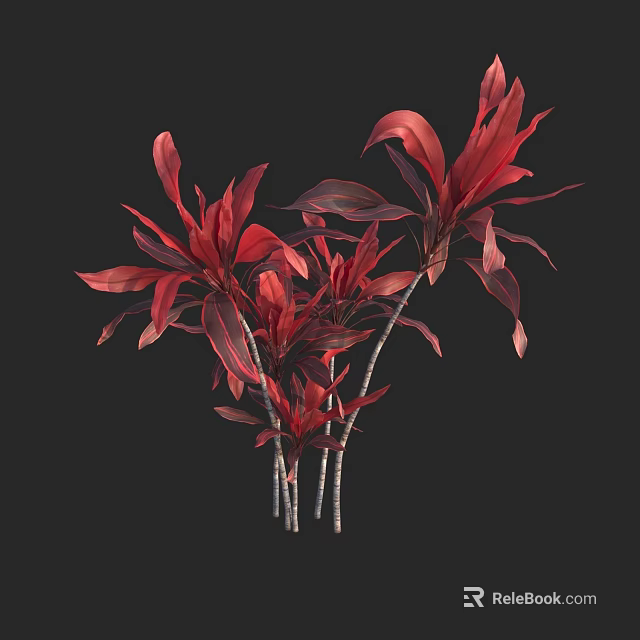 Red Leaf Shrub with Vibrant Red Leaves and Slender Stems against Dark Background 3d model 