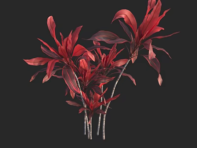 Red Leaf Shrub with Vibrant Red Leaves and Slender Stems against Dark Background 3d model