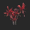 Red Leaf Shrub with Vibrant Red Leaves and Slender Stems against Dark Background