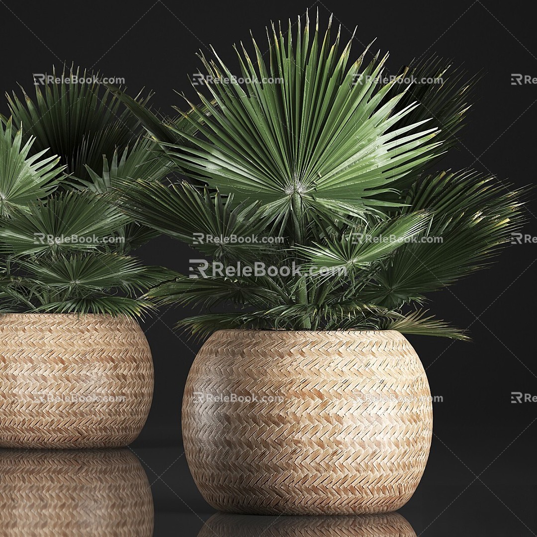 bonsai bonsai fan palm in a basket 3d model