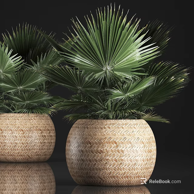 Lush Green Fan Palm Potted Plants In Modern Woven Basket Pots For Indoor Decor 3d model 