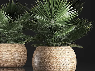Lush Green Fan Palm Potted Plants In Modern Woven Basket Pots For Indoor Decor 3d model