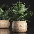 Lush Green Fan Palm Potted Plants In Modern Woven Basket Pots For Indoor Decor