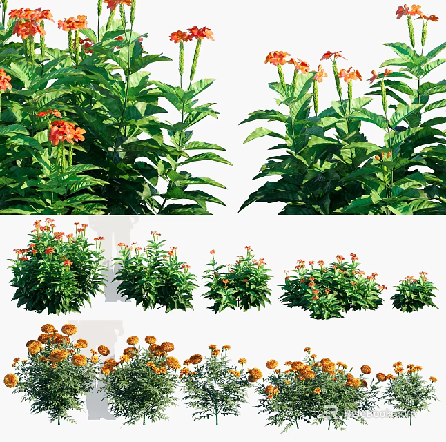 Vibrant Orange Flowers With Lush Green Leaves In Various Garden Plant Sizes 3d model 