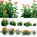 Vibrant Orange Flowers With Lush Green Leaves In Various Garden Plant Sizes