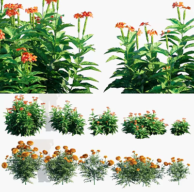 Vibrant Orange Flowers With Lush Green Leaves In Various Garden Plant Sizes 3d model