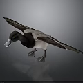 Detailed Duck with Spreading Wings Dark and White Feathers Yellow Eyes White Beak and Legs