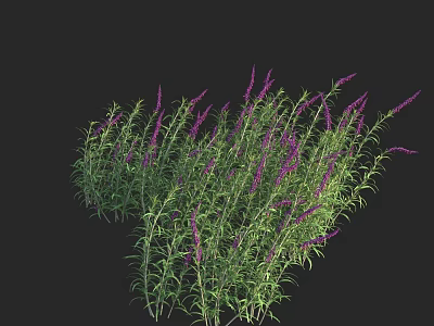 Decorative Flowering Shrub With Purple Flowers And Green Leaves In Garden 3d model