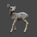 Young Fawn Standing On Dark Background With Light Gray Fur And Ears