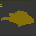 Spotted Brown Fish With Rough Textured Skin And Fins On Dark Reflective Surface