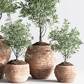 Bonsai Olive Trees in Terracotta Pots with Various Sizes for Indoor Decorative