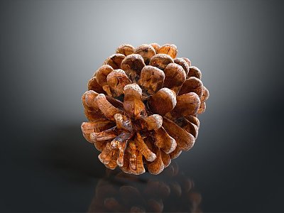 Pine cone plant game item 3d model