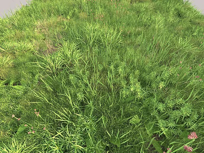 Lush Green Grass with Pink Flowers Growing in Natural Meadow Area 3d model