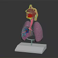 Chest Organs 3D Anatomical Model Displaying Lungs And Trachea Structure 3d model