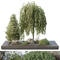 Bonsai Plants Featuring Weeping Willow Pine Tree Stones Small Green Shrubs On Wooden Tray