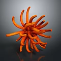 Vibrant Orange Coral Like Plant With Tentacle Shaped Structure On Dark Background