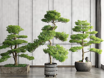 Indoor Bonsai Plants With Different Shapes Against Striped Wall And Window 3d model