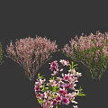 Fresh Edible Pink Flowers And Green Leaves From Plants For Food Garnish