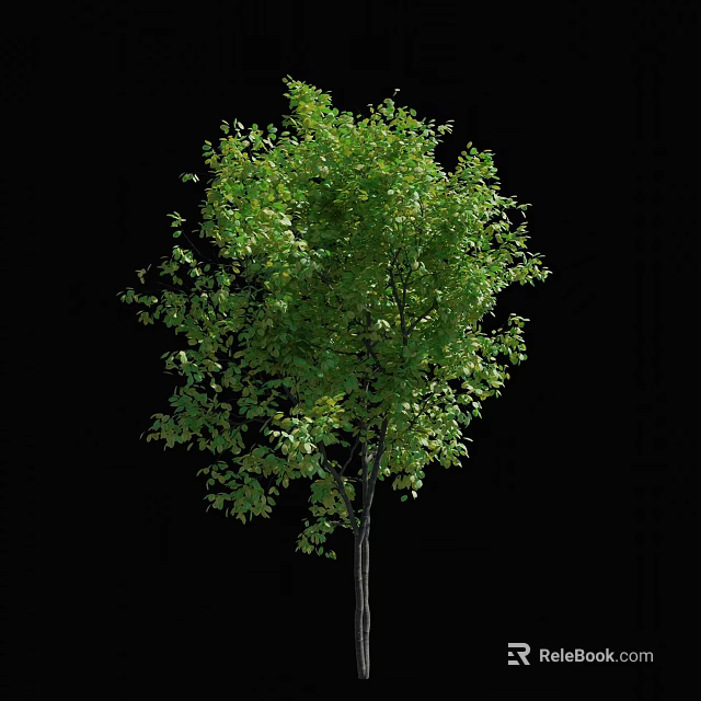 Lush Green Arbor With Dense Foliage And Slender Trunk In Natural Setting 3d model 