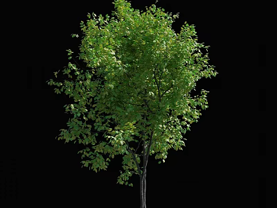 Lush Green Arbor With Dense Foliage And Slender Trunk In Natural Setting 3d model