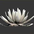 Elegant Light Pink Lotus Flower With Delicate Creamy Petals And Dark Background Reflection