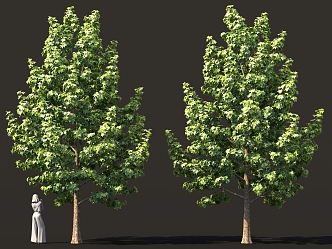 Garden Trees Bird's Eye View Trees Sycamore Maple Trees Maple Trees Street Trees 3d model