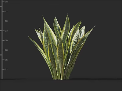 Lush Green Sansevieria Plant With Yellow Striped Leaves For Indoor Decor 3d model