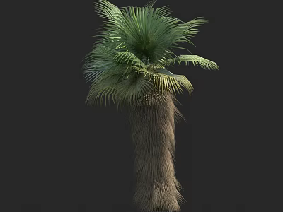Tall Exotic Palm Arbor Featuring Lush Green Fronds And Textured Trunk 3d model