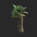 Tall Exotic Palm Arbor Featuring Lush Green Fronds And Textured Trunk