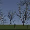 Trees with some white flowers and bare branches under blue sky on green grass
