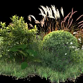 Ornamental Shrubs With Green Foliage White Flowers And Grass In Garden Landscape