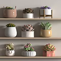 Multiple Potted Succulent Plants With Different Colored Pots On Wooden Shelves Against Light Wall