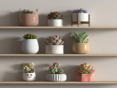 Multiple Potted Succulent Plants With Different Colored Pots On Wooden Shelves Against Light Wall 3d model