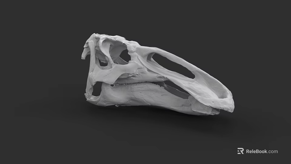 Reptile Skull Detailed Anatomical Structure Close Up View On Black Background 3d model 