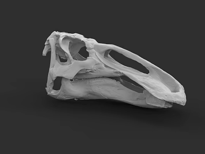 Reptile Skull Detailed Anatomical Structure Close Up View On Black Background 3d model