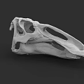 Reptile Skull Detailed Anatomical Structure Close Up View On Black Background