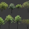 Different Types Of Arbor Trees With Green Yellow Red Leaves And Various Shapes
