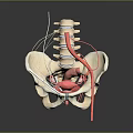 Detailed 3D Human Pelvis Anatomy Model Showing Internal Organs Spine And Blood Vessels