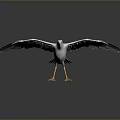 White Seagull Flying With Spread Wings Against Dark Background And Reflection 3d model