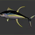 Vibrant Tuna Fish With Black Body Yellow Fins And Blue Stripes Appearance