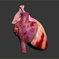 Realistic 3D Anatomical Model of Human Heart Organ with Hair Structure Details