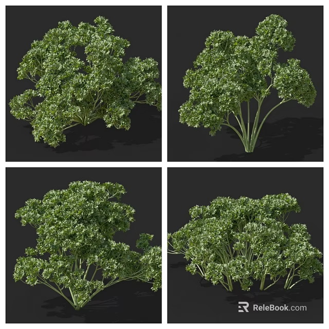 Green Leafy Vegetable Plant With Lush Fresh Leaves Displayed In Various Angles 3d model 