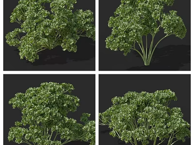 Green Leafy Vegetable Plant With Lush Fresh Leaves Displayed In Various Angles 3d model
