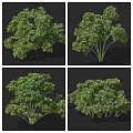 Green Leafy Vegetable Plant With Lush Fresh Leaves Displayed In Various Angles