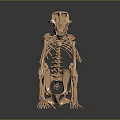 Copper Colored Primate Like Animal Skeleton Anatomical Model Medical Device with Smooth Surface Reflection