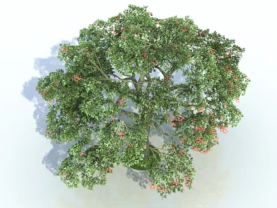 Lush Arbor Tree With Green Foliage And Red Blossoms In Natural Setting 3d model