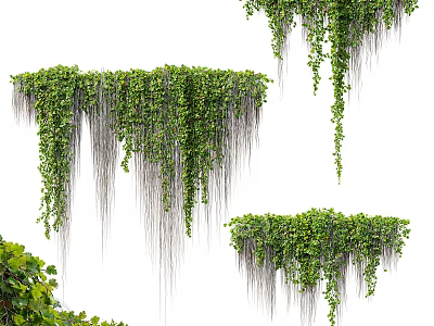 Lush Green Hanging Vines With Dense Leaves And Cascading Tendrils In Natural Growth 3d model