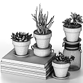 Succulent Bonsai Potted Plants in Decorative Stacked White Brown Pots on Books